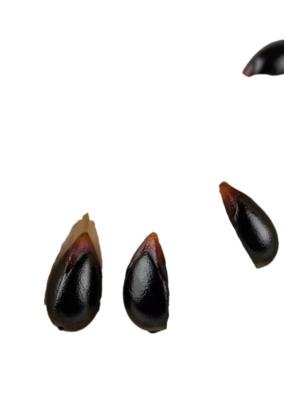 Imagen PNG para descargar